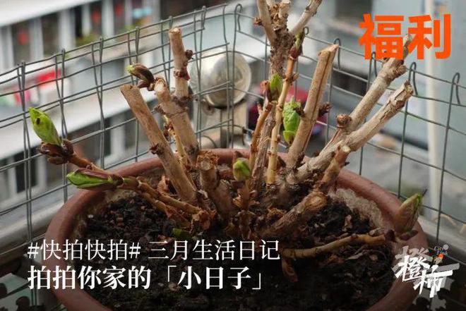 10000份新生礼来橙柿过三八节！j9九游会真人游戏第一便携湿巾、(图9)
